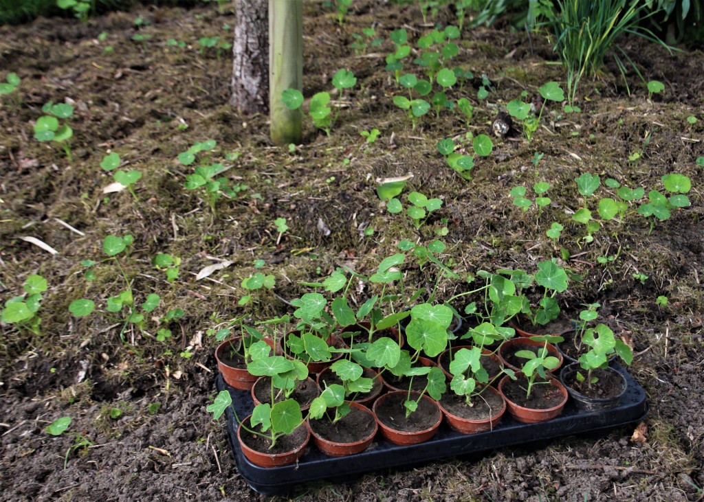 découvrez le jardin des capucines, un espace éducatif inspiré de la méthode montessori. offrez à vos enfants une approche d'apprentissage basée sur l'autonomie, la créativité et le respect de la nature. inscrivez-vous pour favoriser leur épanouissement dès aujourd'hui !